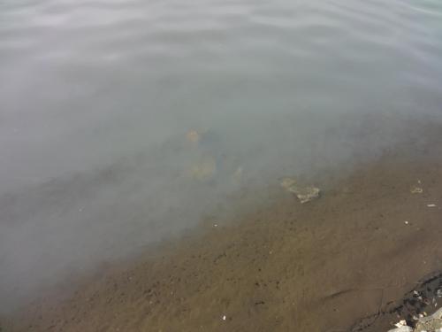 post-16765-0-80466900-1422874774_thumb.j