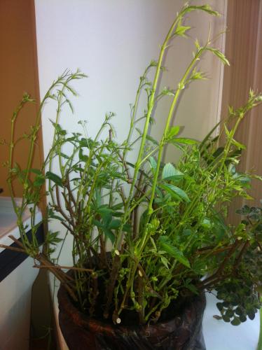 post-1314-0-43130200-1368679222_thumb.jp