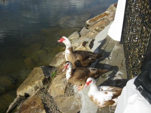 post-7137-0-04291100-1399892085_thumb.jp