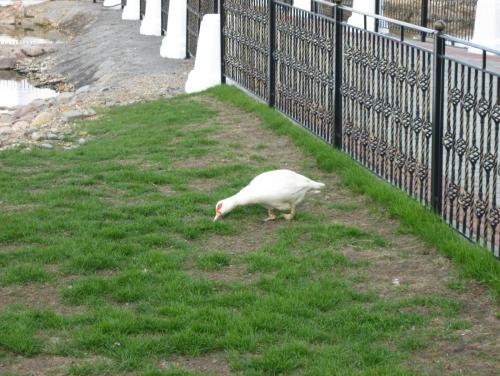 post-7137-0-06363400-1399892054_thumb.jp