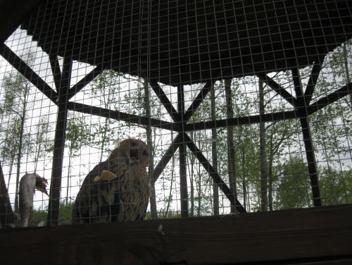 post-7137-0-08052100-1399891448_thumb.jp