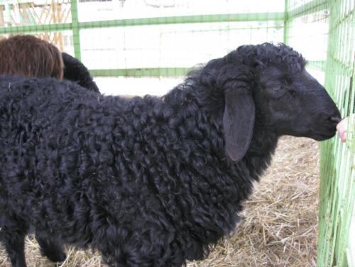 post-7137-0-16403100-1399890989_thumb.jp