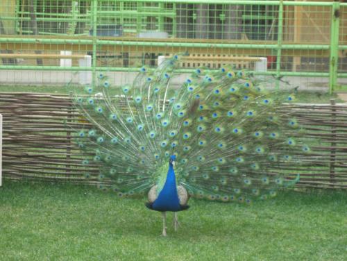 post-7137-0-37681100-1399891006_thumb.jp