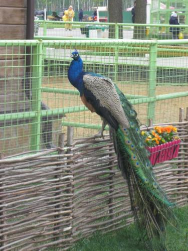 post-7137-0-37976400-1399891120_thumb.jp