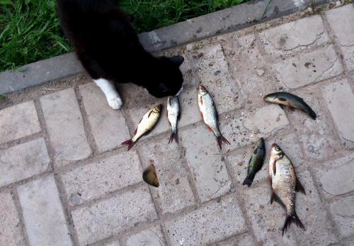 post-11850-0-07916300-1402944107_thumb.j