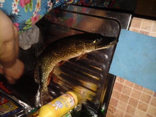 post-38518-0-71283400-1435158116_thumb.j