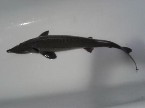 post-1916-0-76387000-1406848925_thumb.jp