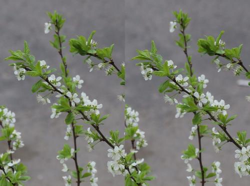 post-2362-0-01891400-1438277005_thumb.jp