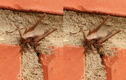 post-2362-0-32586300-1437249150_thumb.jp