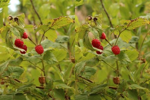 post-2362-0-93581000-1437249167_thumb.jp