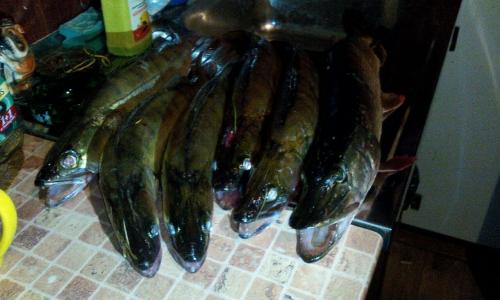 post-38518-0-22558500-1436428426_thumb.j