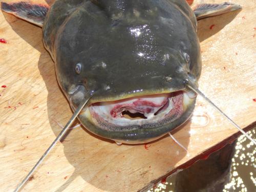 post-24445-0-10102800-1438531021_thumb.j