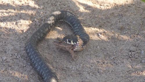 post-24445-0-30296500-1438541793_thumb.j