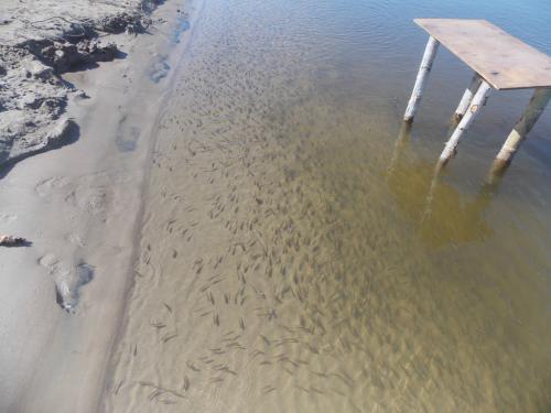 post-24445-0-58304700-1438541775_thumb.j