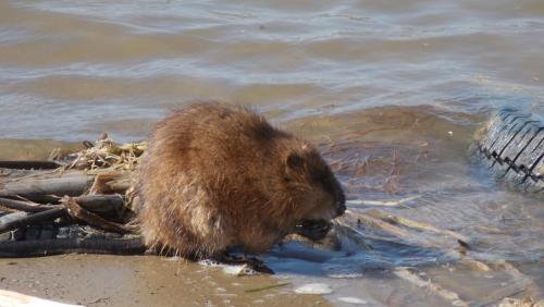 post-24445-0-71063700-1438541838_thumb.j