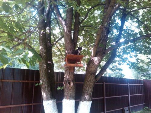 post-10019-0-28719900-1382269334_thumb.j