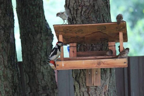 post-10019-0-43453300-1382269192_thumb.j