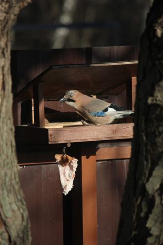 post-10019-0-25838800-1414308383_thumb.j