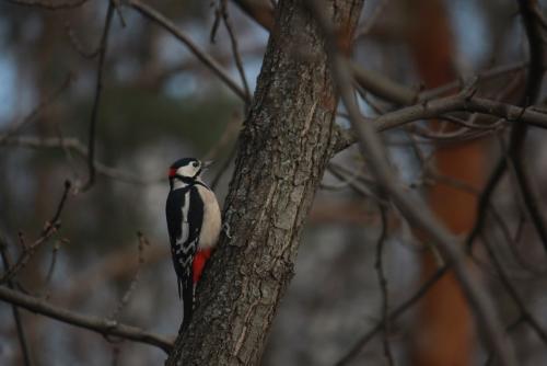 post-10019-0-35647500-1414568964_thumb.j