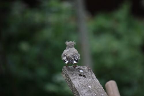 post-10019-0-56734400-1414000626_thumb.j