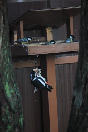 post-10019-0-09702200-1415093090_thumb.j