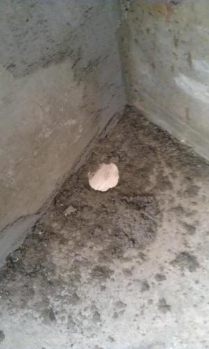 post-18595-0-11995800-1355859318_thumb.j