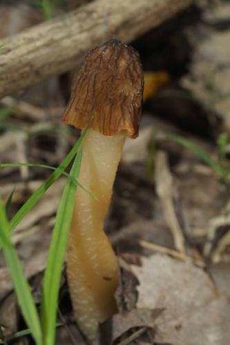 DSC00358.jpg