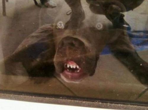 Pets_06.jpg
