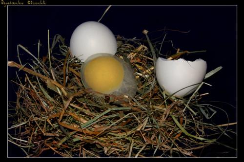 Бесплодие яичко. Яйца канарейки. Оплодотворенное яйцо канарейки. Канареечные яйца с птенцами.