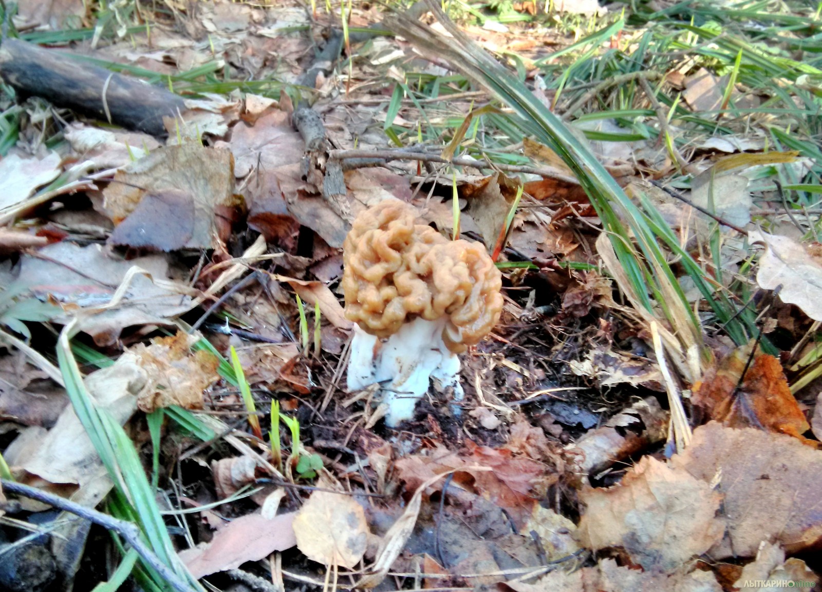 Первые грибы весной название. Весенние грибы. Первые весенние грибы. Весенние грибы съедобные. Самые ранние весенние грибы.