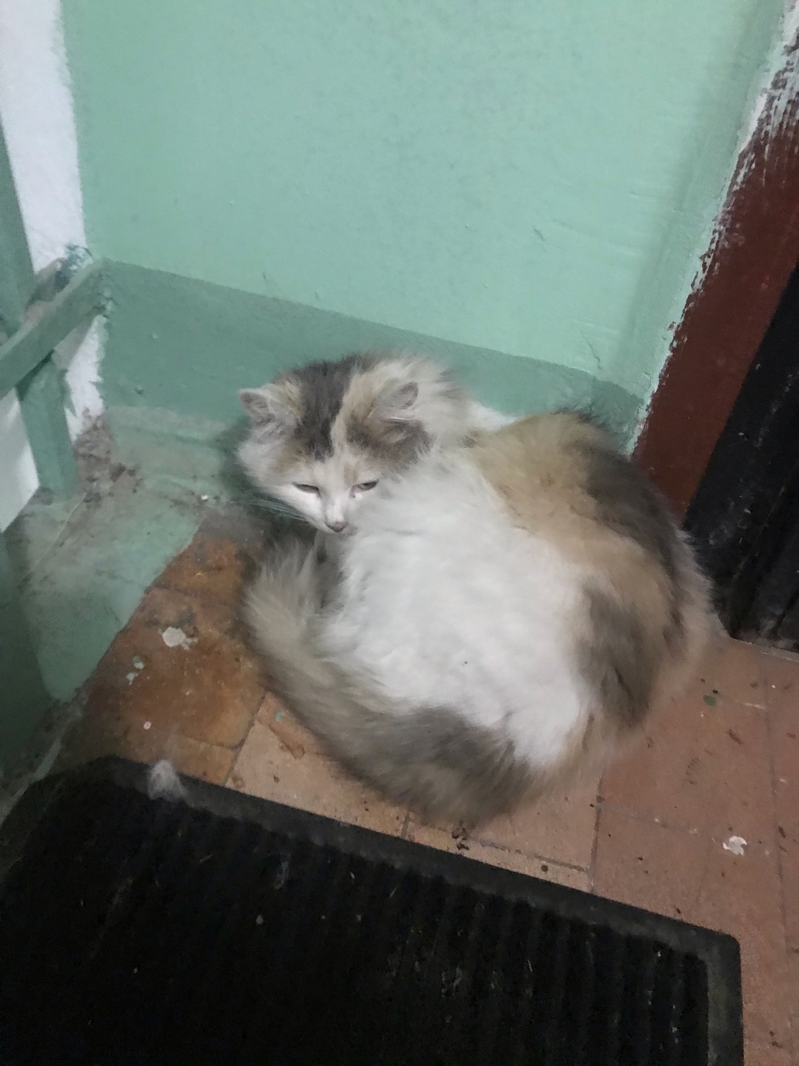 Издевательство над котом. Нашли кошку в Видном. Кто живет в подъезде